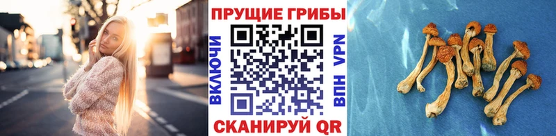 Псилоцибиновые грибы Magic Shrooms  Шарыпово 
